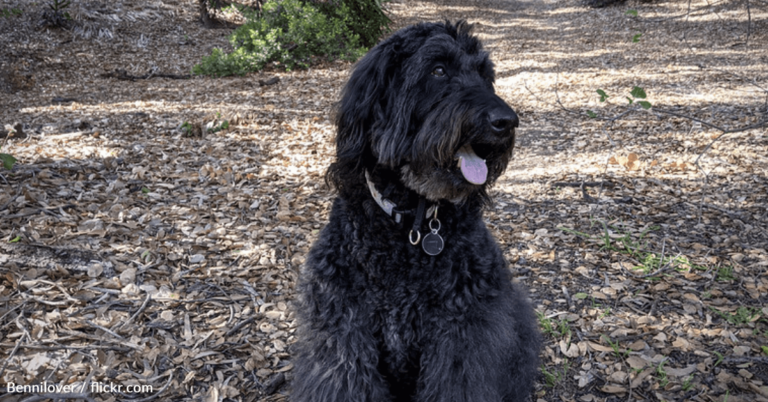 Barking Dog Alerts Owner To Man Swept Out To Sea