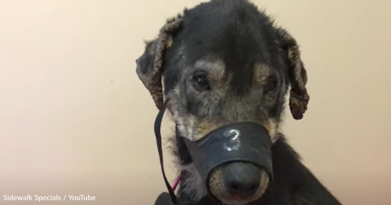 Broken Dog Wants To Give Up But Rescuers Offer Her A New Life