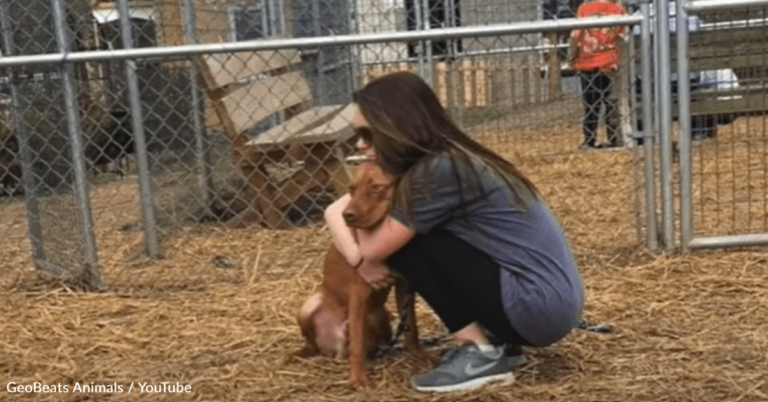 Dog Nearly Euthanized At Two Different Shelters Just Because Of His Breed