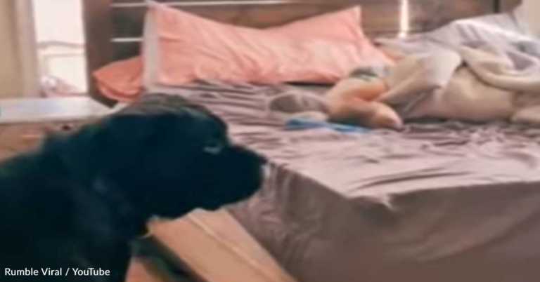 Dog Throws A Fit When Baby Is Too Busy Sleeping To Play