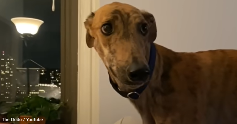 Dog Saved From The Race Industry Learns How To Relax And Play