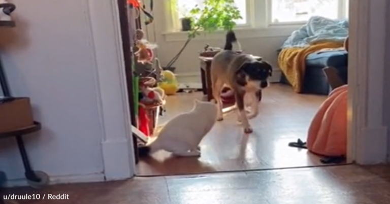 Dog Helps Disabled Cat Friend Retrieve Her Favorite Toy