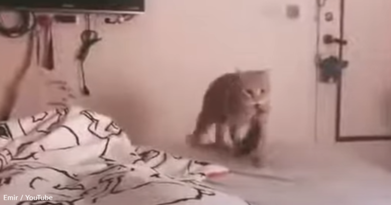 Cat Hurls Fish Toy At Owner In Impressive Viral Video