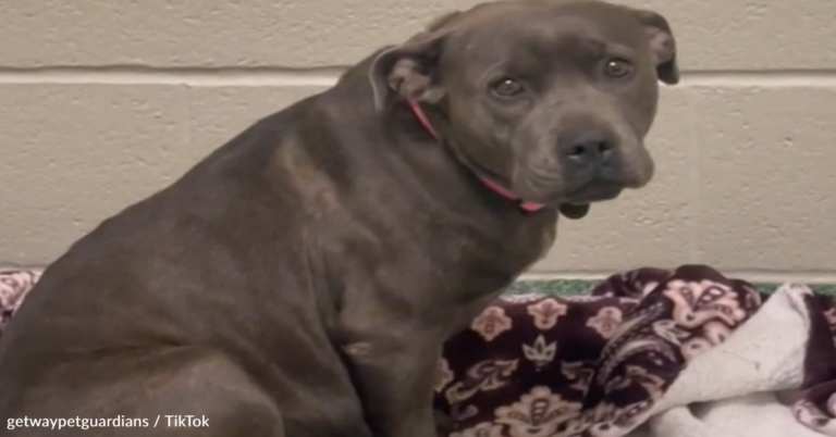 Stray Dog Rescued From The Street Gets The Cutest Maternity Shoot