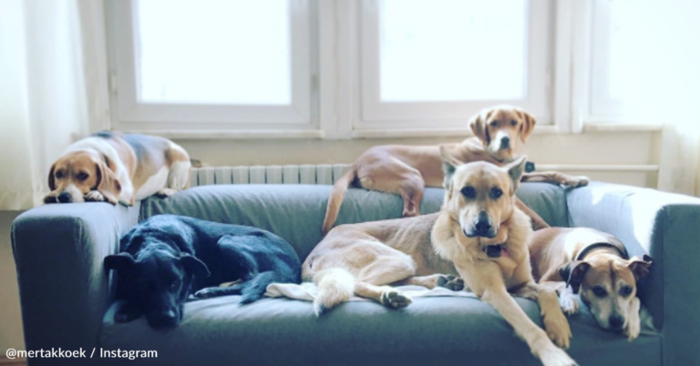 Man Moves Into Farmhouse To Rescue Stray And Injured Animals