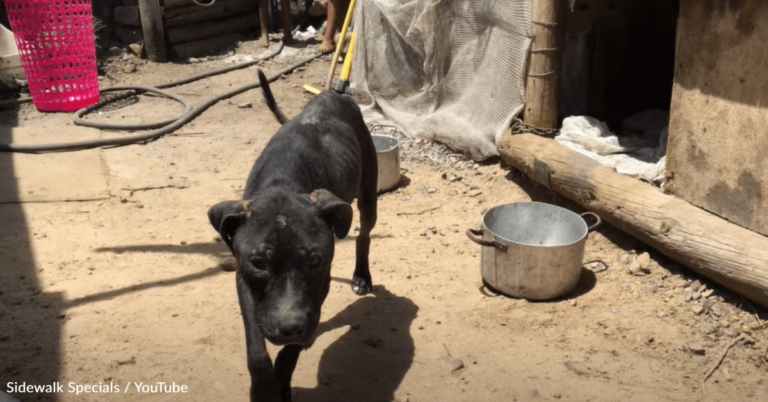 Dog Neglected By Group Of Kids Learns How To Smile Again