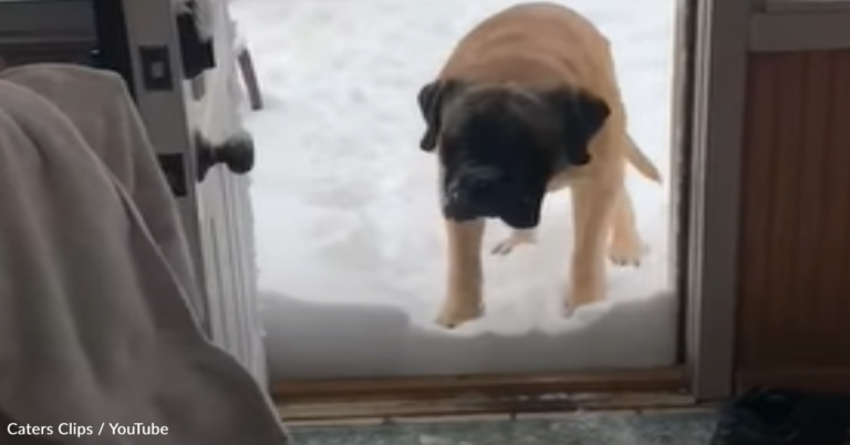 Giant Mastiff Refuses To Step Over Snow To Come Inside