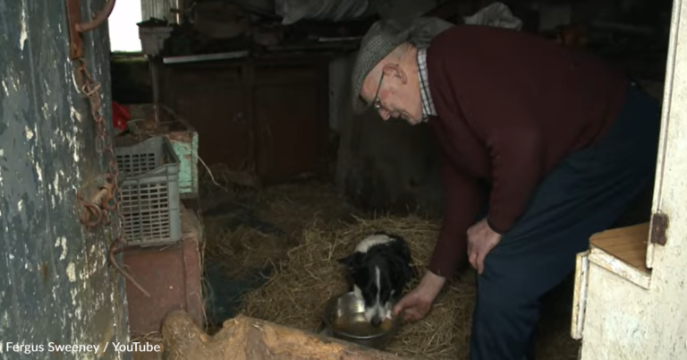 Skippy The 26-Year-Old Border Collie Just Retired From Life On The Farm