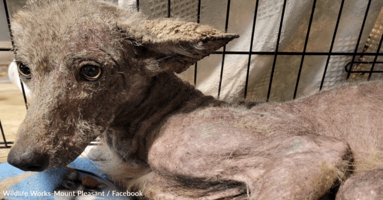 Rescue Reveals DNA Results Of ‘Mystery Animal’ Picked Up In Pennsylvania