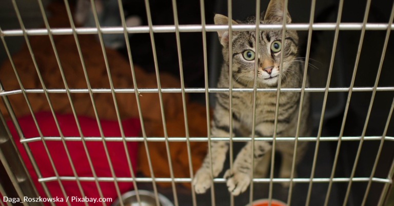 Animal Control Officer Saves 45 Cats From Burning Building