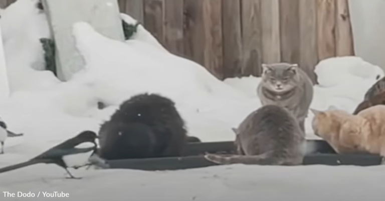 Feral Cat Bites And Hisses At Foster Mom Until She Figures Out What’s Wrong