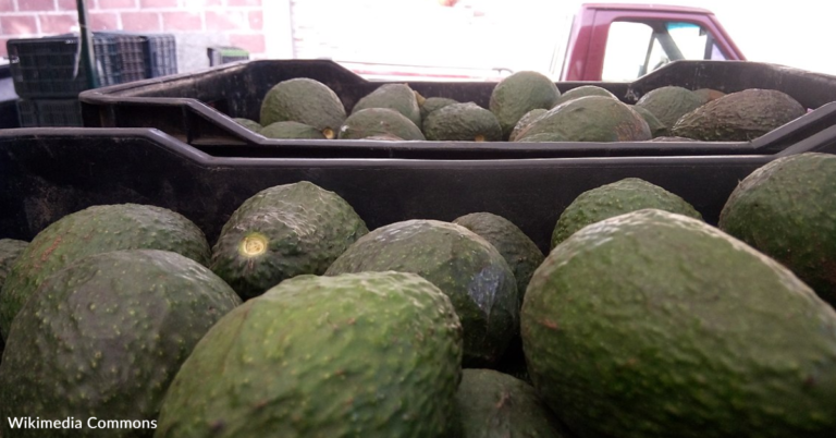 Avocado Shortage Averted: US Lifts Ban On Mexican Avocado Imports