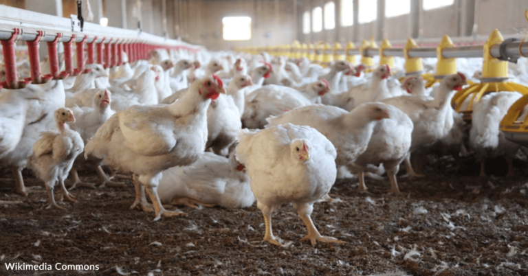 Bird Flu Outbreak Could Create A Poultry Shortage Across The US