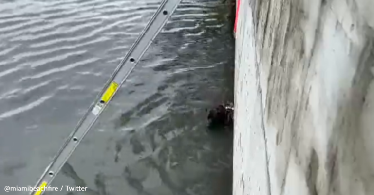 Dog Rescued From Bay After Falling Off Ledge At The Beach
