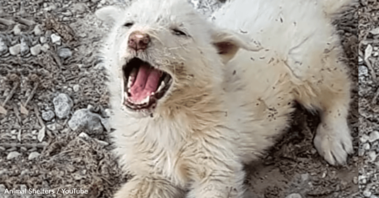 Stray Puppy Cries When Rescue Car Drives Away Without Him