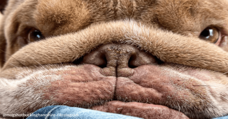 Rescue Owner Falls In Love With Unique-Looking Bulldog Named Mugshot