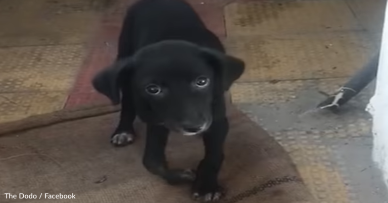 Stray Dog With Deformed Legs Finds A New Life In The United States