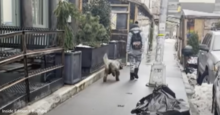 Dogs Are Being Electrocuted Walking On City Sidewalks