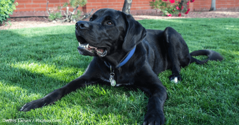 Neighbor Receives Threatening Note In Mailbox Over Barking Dog