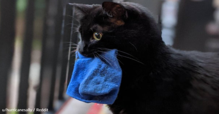 Cat Chews On Socks While She Watches Birds Out The Window