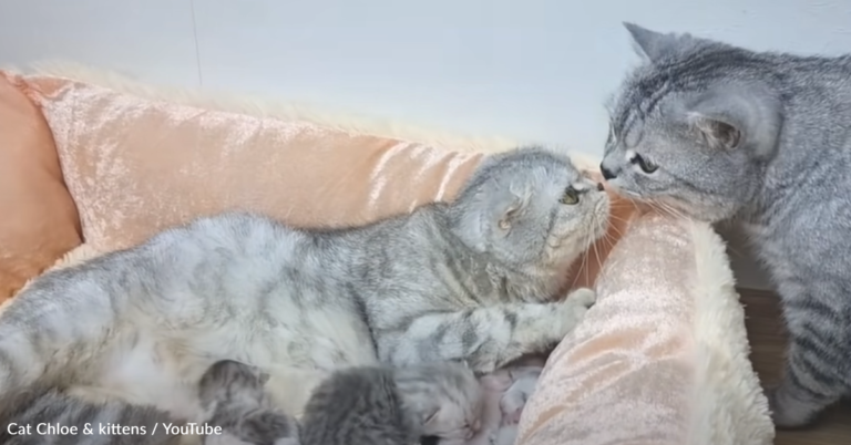 Dad Meets His Newborn Kittens For The Very First Time