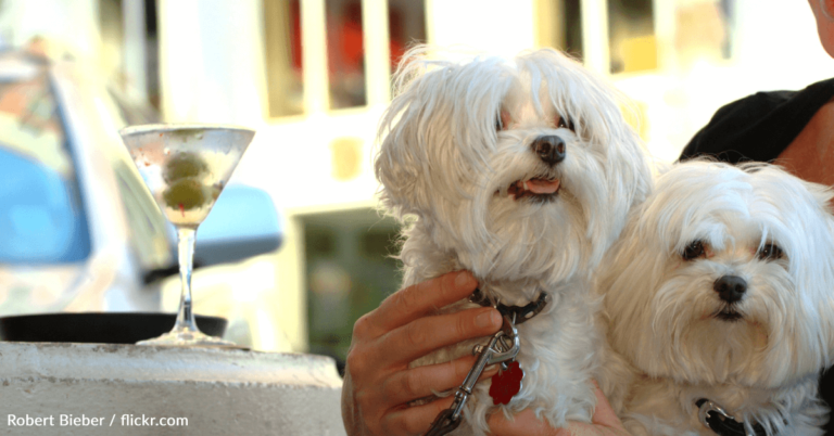 Restaurant Offers “Doggy Menu” So Your Pups Can Order And Eat With You