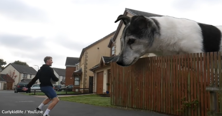 Editor Shows Off ‘World’s Biggest’ Jack Russell Terrier In Viral Video
