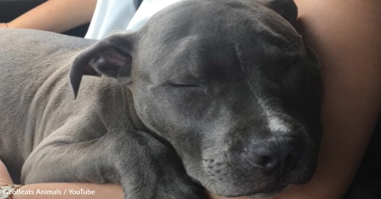 Pit Bull Can’t Stop Smiling After Family Adopts Second Dog From The Shelter