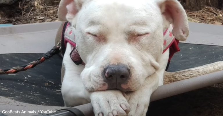 Pit Bull Dumped On The Side Of The Road Goes On Adventures With Her New Mom