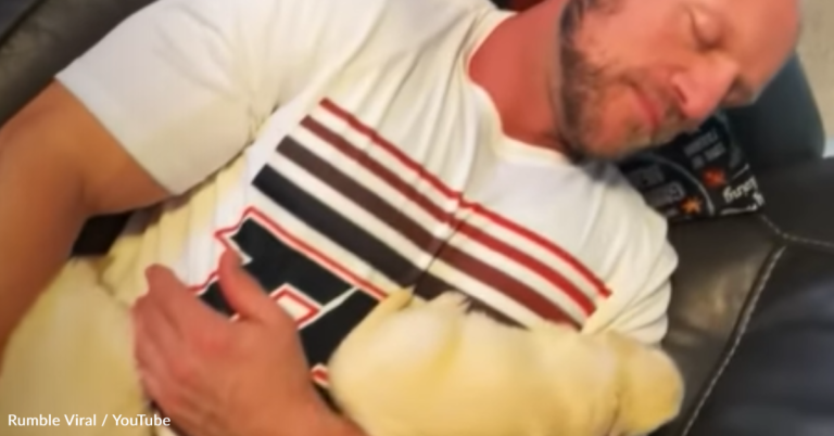Wife Films Man After He Fell Asleep Among Litter Of Puppies