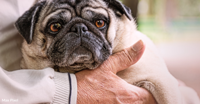 Study Finds Pet Ownership Could Help Protect Against Memory Loss