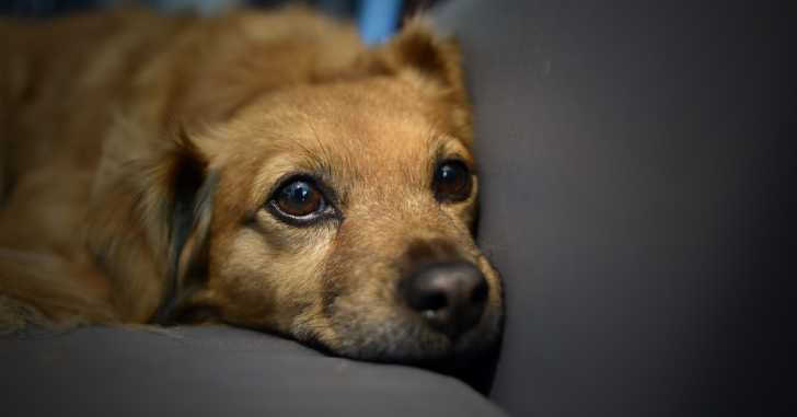 Study Finds Dogs May Grieve When Other Dogs In The Home Die | 12 Tomatoes