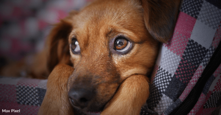 Study Finds Dogs May Grieve When Other Dogs In The Home Die