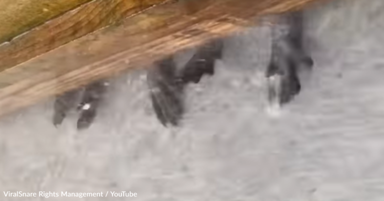 Tiny Hands Peek Under A Fence To Play In The Rainwater