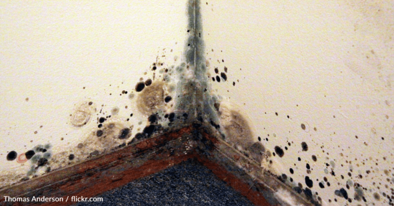 Commons Symptoms Of Mold Infestation In The Home