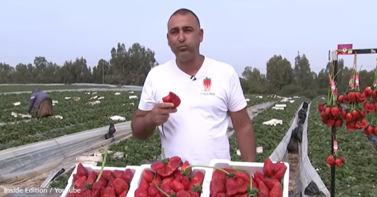 The Largest Strawberry Ever Recorded Was Just Picked In Israel