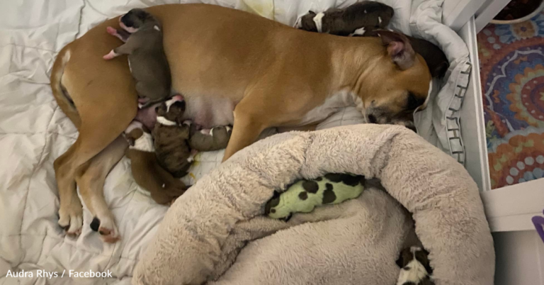 Rare Bulldog Puppy Born With Bright Green Fur In Canada