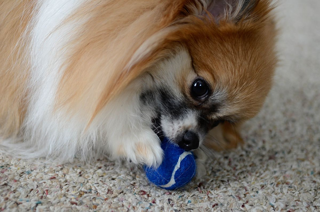 Earth Pics on X: White Teacup Pomeranian fluff ball   / X