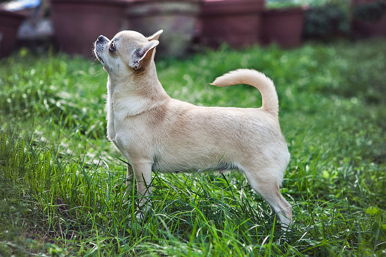 full grown dogs that look like puppies