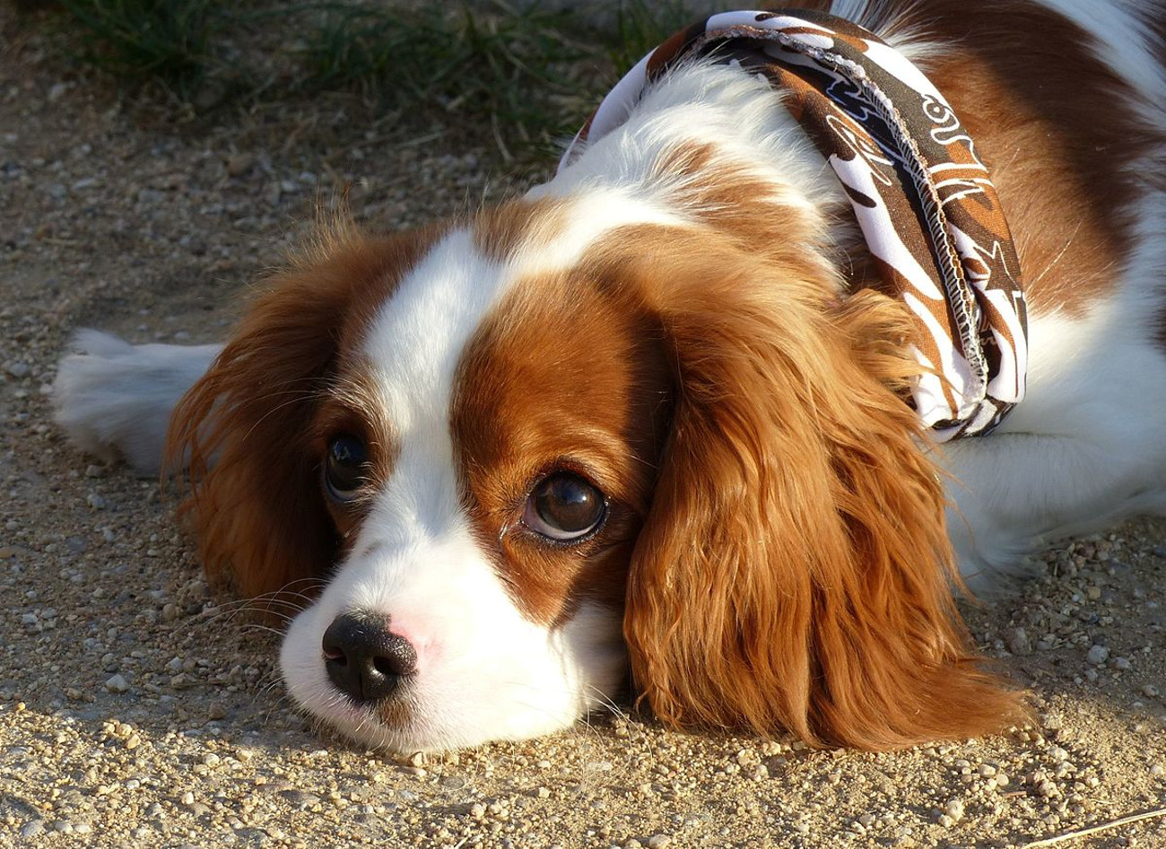 full grown dogs that look like puppies