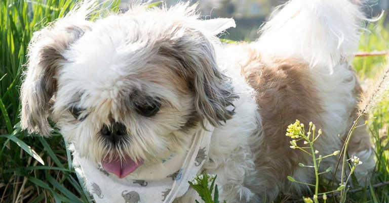 10 Dog Breeds That Look Like Puppies Even As Adults