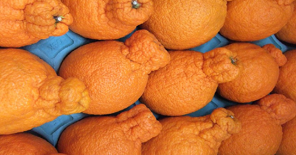 The Sumo orange is a new citrus star
