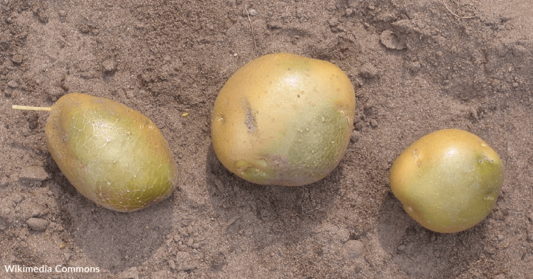 Are Green Potatoes Safe To Eat?
