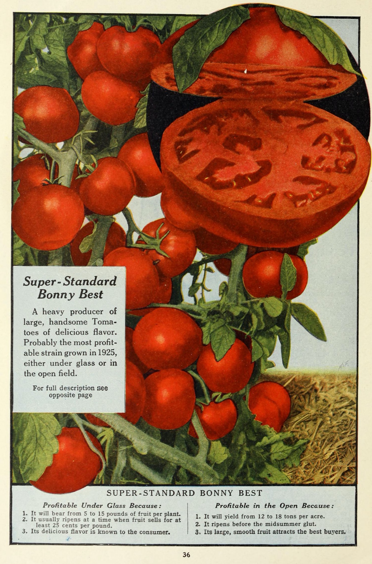 Bonny Best 1925 tomato catalog entry