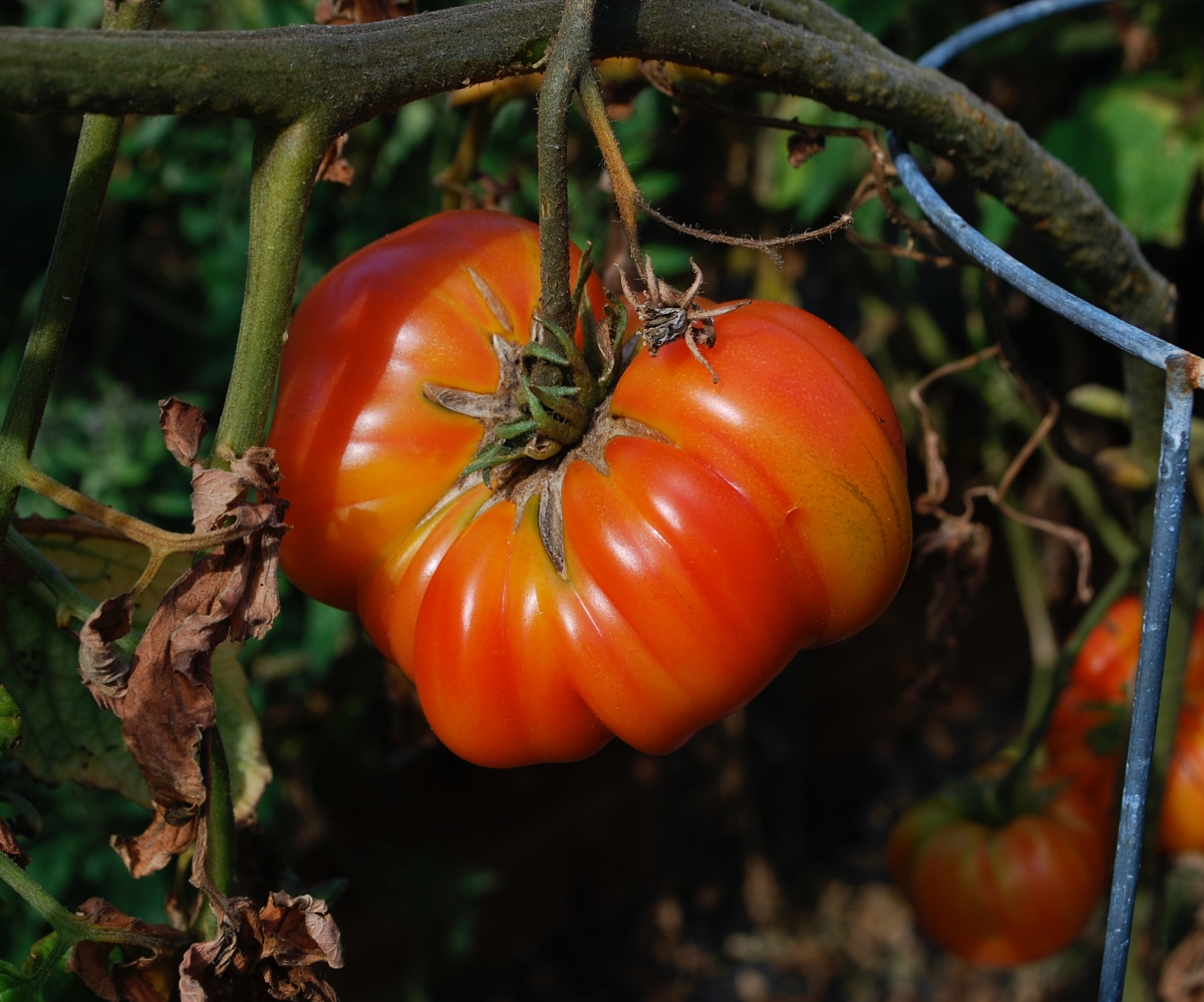 Mr Stripey heirloom tomato