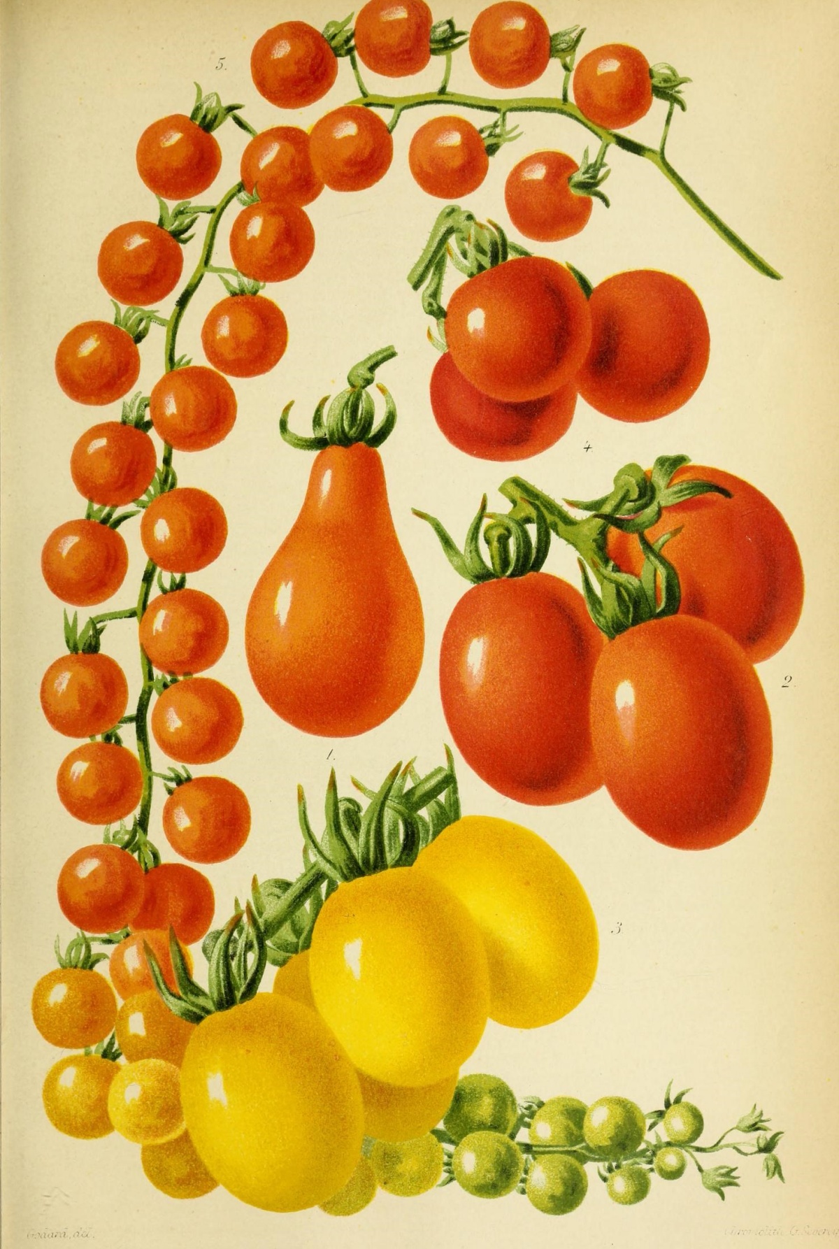 plum and cherry tomatoes from old French gardening book
