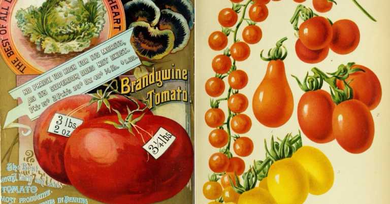 7 Types of Heirloom Tomatoes You Can Find at Most Garden Centers