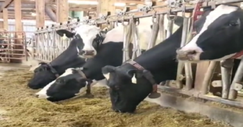 Farmer Explains Why They Sometimes Feed Skittles To Dairy Cows | 12 ...