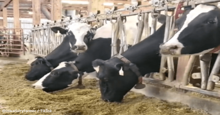 Farmer Explains Why They Sometimes Feed Skittles To Dairy Cows