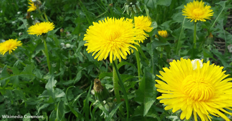 Have You Ever Tried Dandelion Wine?